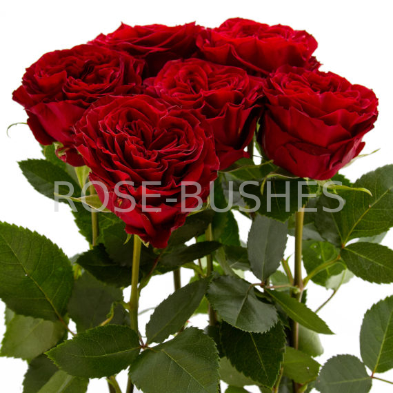 ����� ���. Mayras Red. (��, ����.)